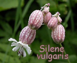 Silene vulgaris